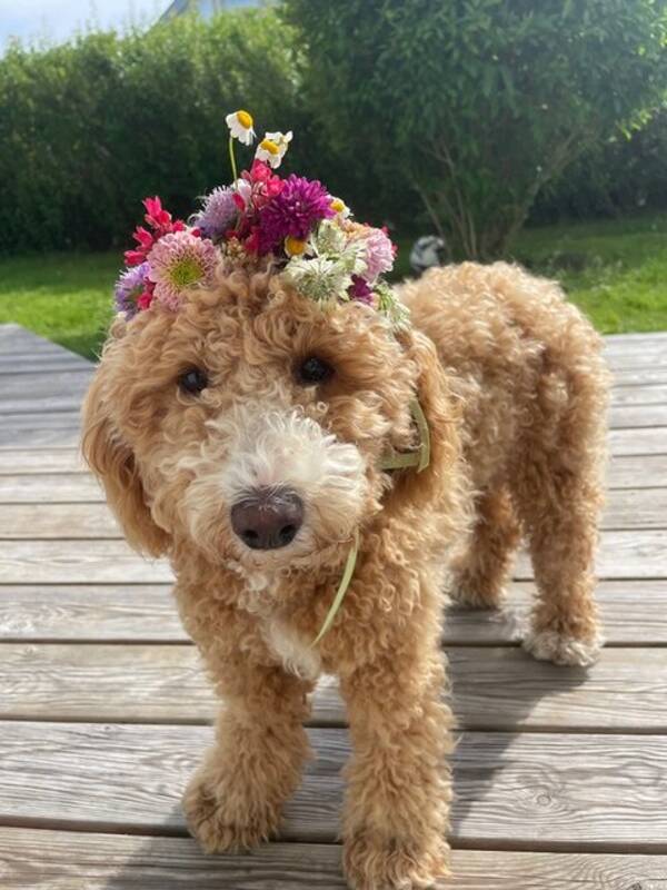Hund - Deisy 
