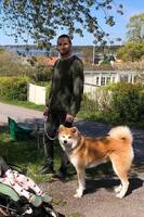 Ponyo - the Akita inu 