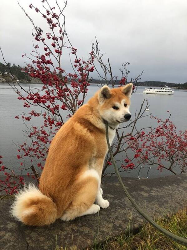 Hund - Ponyo - the Akita inu 