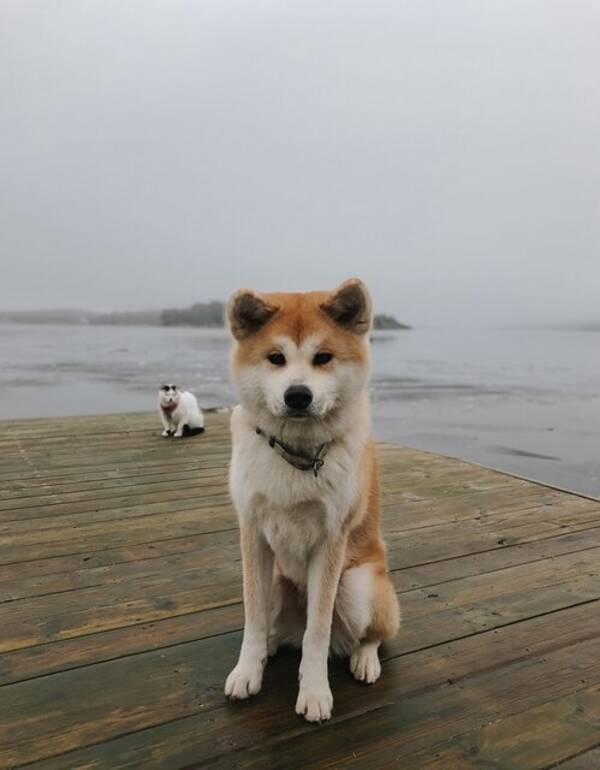 Hund - Ponyo - the Akita inu 
