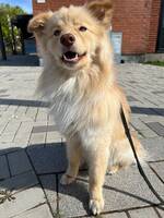 Finska Lapphunden Billy