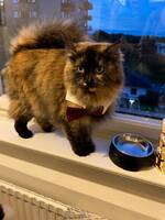 Katten Bimo Katten Bimo