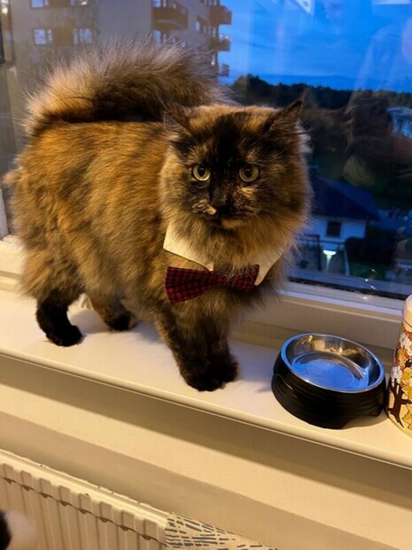 Katt - Katten Bimo