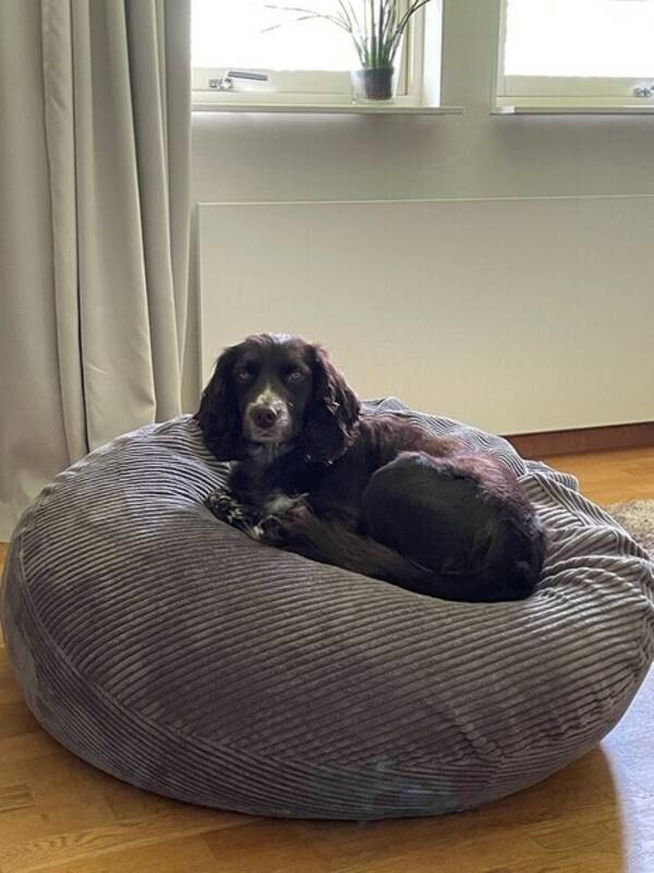 Hund - Kleiner Mnsterlnder/Wachtel 
