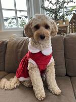 Cobberdog Lydia  Cobberdog Lydia