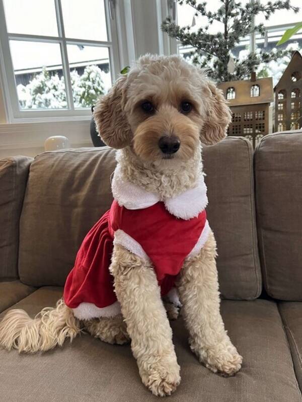 Hund - Cobberdog Lydia  Hund - Cobberdog Lydia