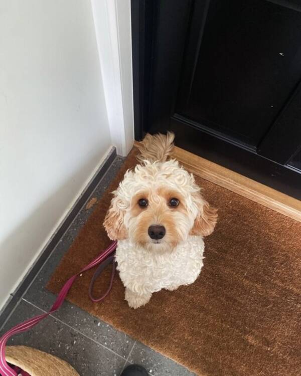 Hund - Cobberdog Lydia  Hund - Cobberdog Lydia