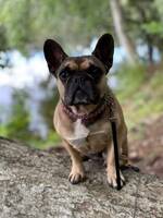 Fransk Bulldog Doris