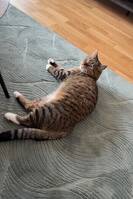 AJLA VÄRLDENS GOASTE KATT AJLA VÄRLDENS GOASTE KATT