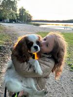  (Iris) Cavalier king Charles spaniel