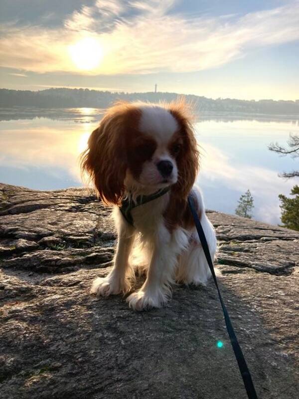 Hund -  (Iris) Cavalier king Charles spaniel