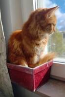 2 st röda syskon katter 2 st röda syskon katter