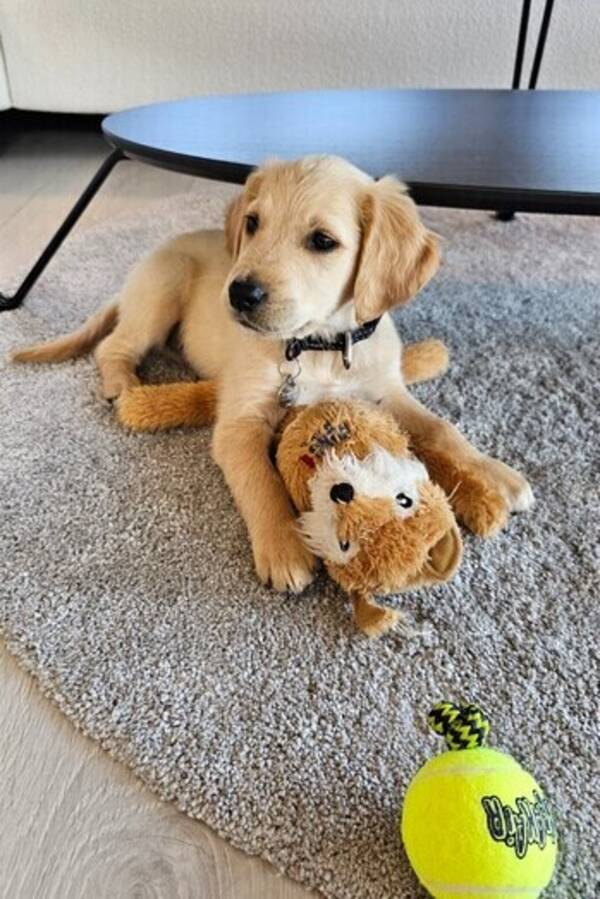 Hund - Dallas