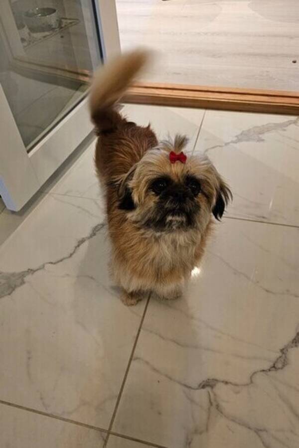 Hund - Olivia