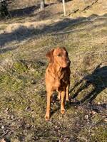 Labrador