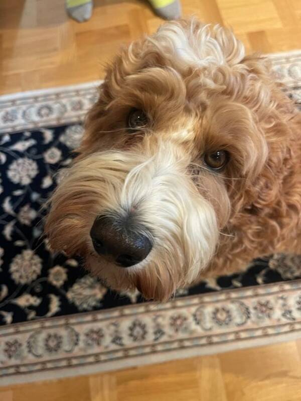 Hund - Enzo, Labradoodle 