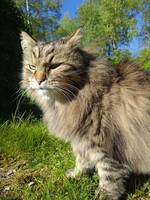 Den sibiriska katten Shiro Den sibiriska katten Shiro