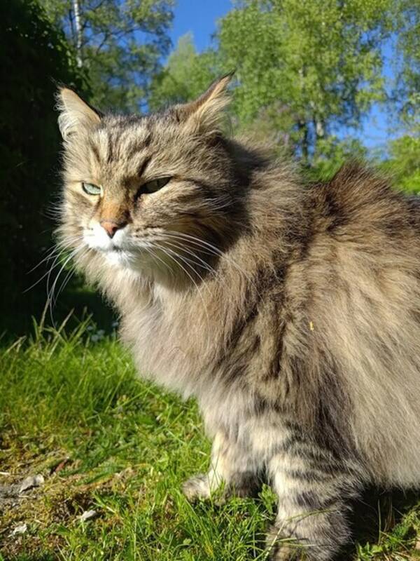 Katt - Den sibiriska katten Shiro