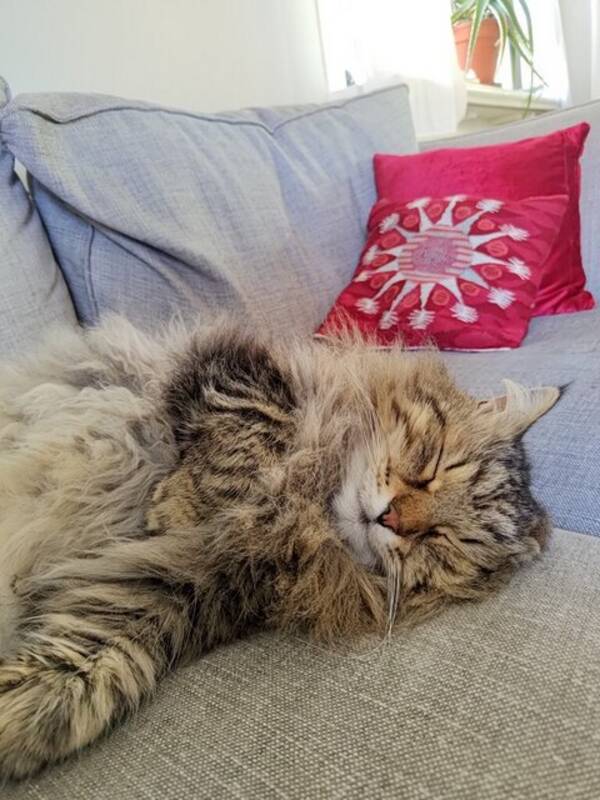 Katt - Den sibiriska katten Shiro