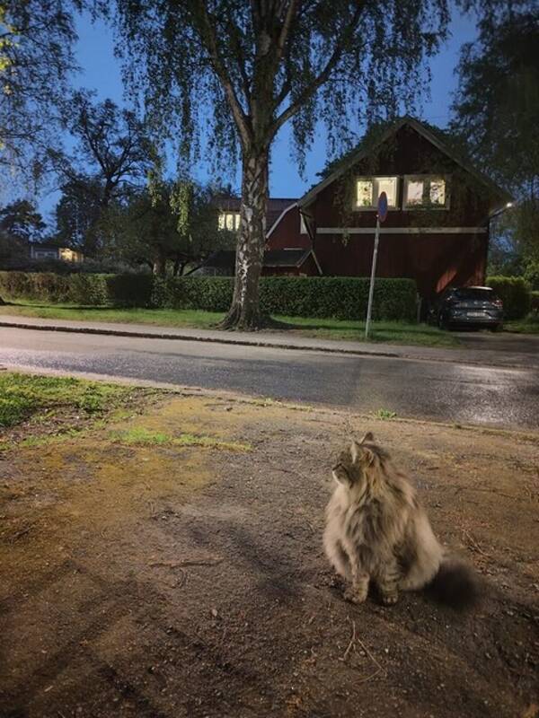 Katt - Den sibiriska katten Shiro