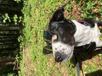 Bordercollie blandningen Kayla