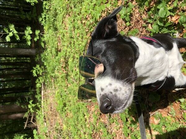Hund - Bordercollie blandningen Kayla