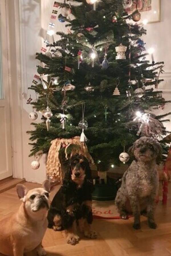 Hund - Har 3 hundar