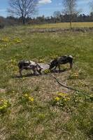 Hälge & Hälga Hälge & Hälga