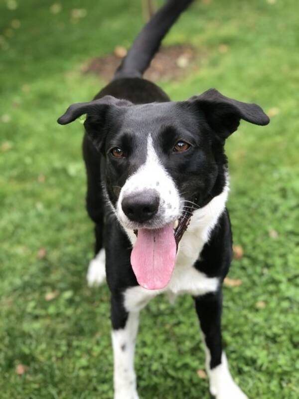 Hund - Bordercollie blandningen Kayla