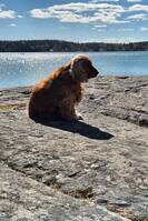 Cockerspaniel