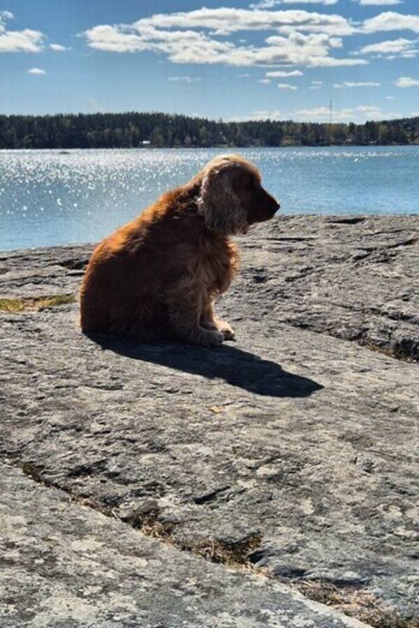Hund - Cockerspaniel