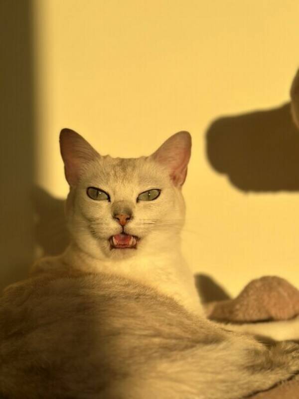 Katt - Burmillan Mica