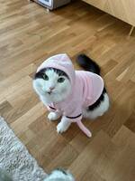 Katten pixie Katten pixie