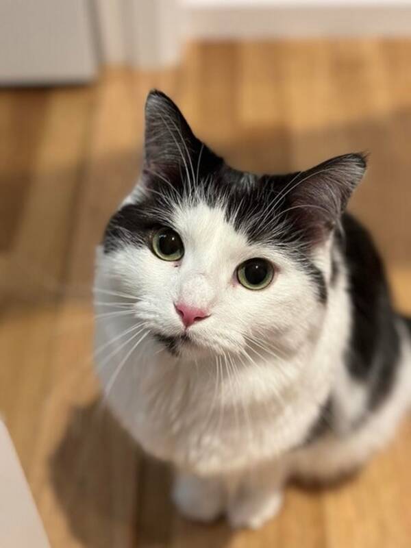 Katt - Katten pixie