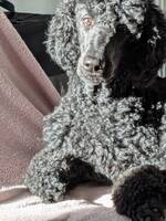 Storpudeln Alice Storpudeln Alice