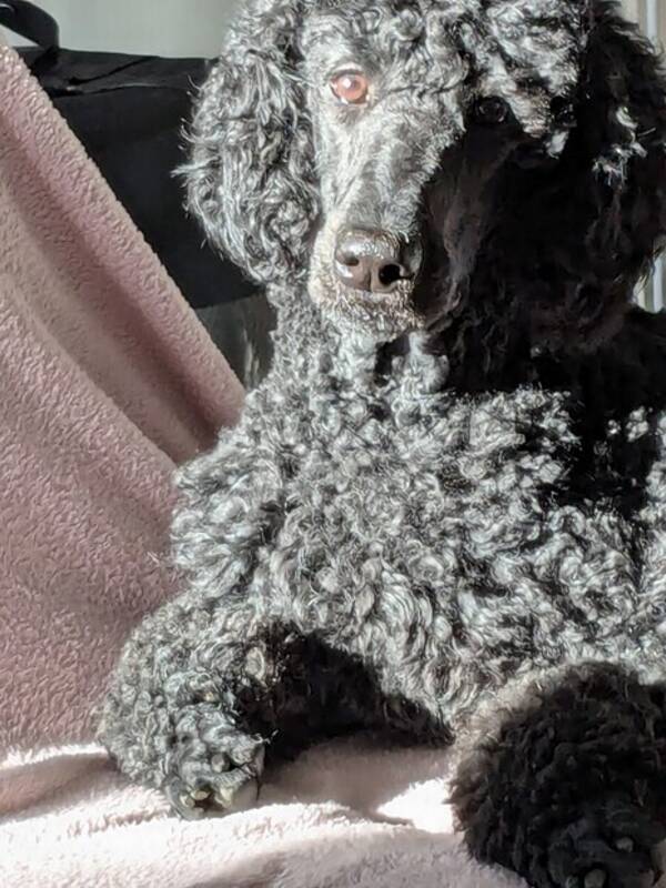 Hund - Alice