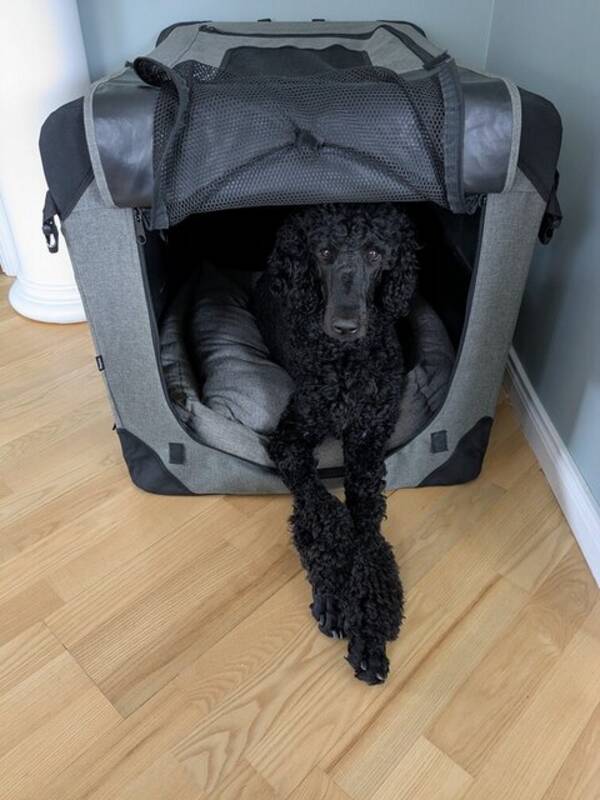 Hund - Alice