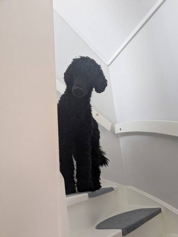 Hund - Alice