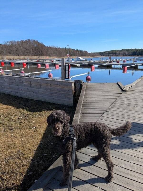 Hund - Storpudeln Ella