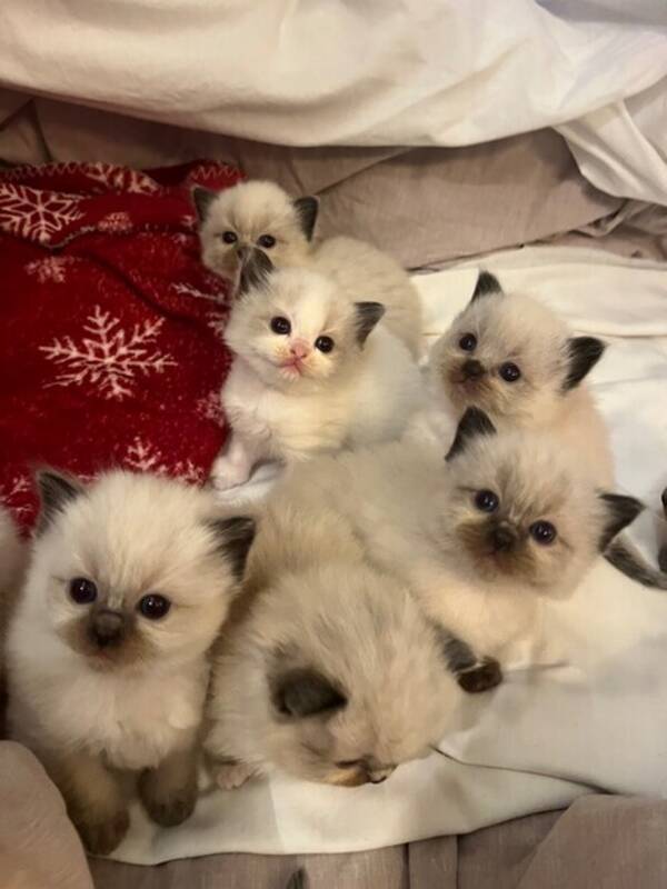 Katt - Ragdollkattungar 9 st 