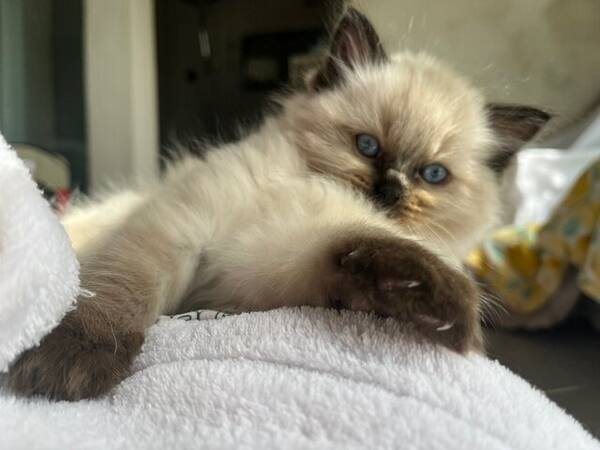 Katt - Ragdollkattungar 9 st 