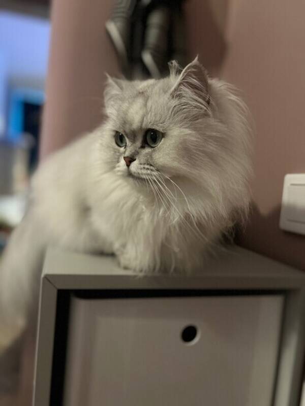 Katt - Brittisk lnghrig 