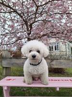 Bishon friser George Bishon friser George