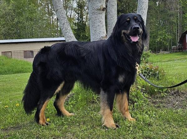 Hund - Xet