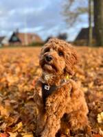 Ralph (cockerpoo)