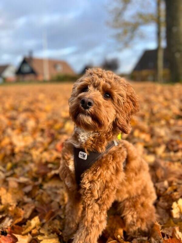 Hund - Ralph (cockerpoo)