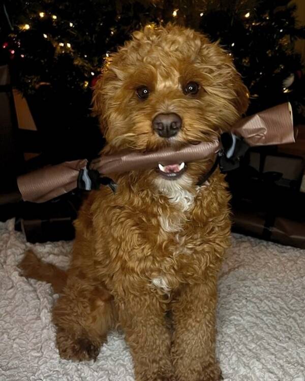 Hund - Ralph (cockerpoo)