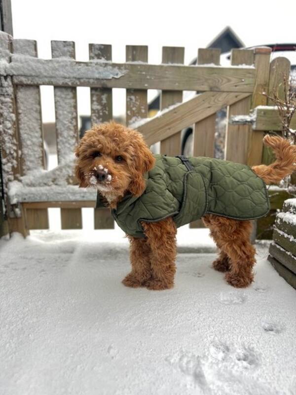 Hund - Ralph (cockerpoo)
