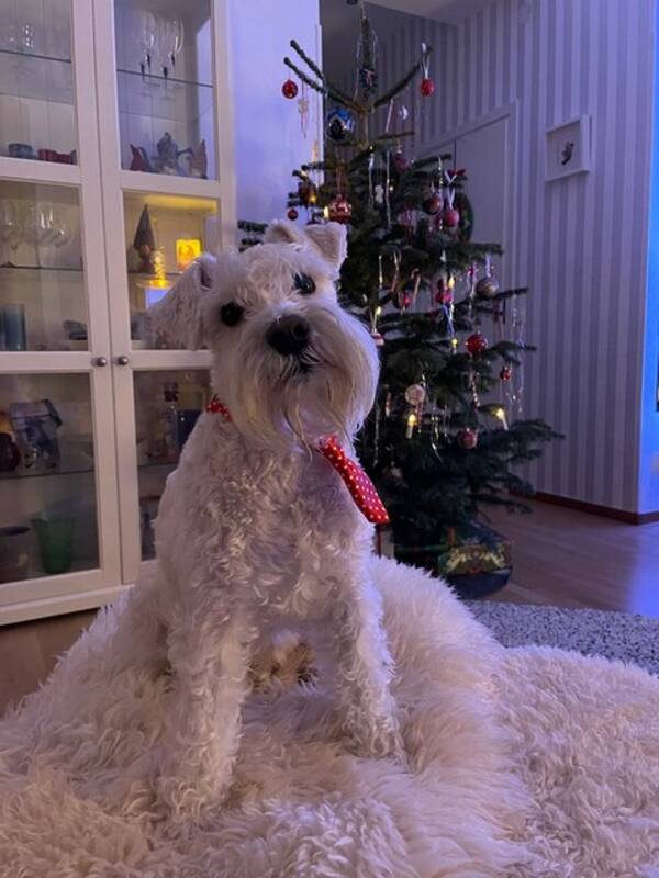 Hund - Dvrgschnauzer Bello