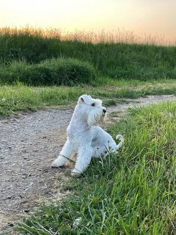 Hund - Dvrgschnauzer Bello